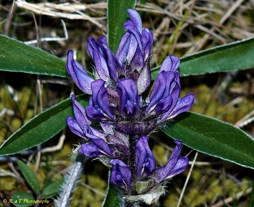 {Pediomelum subacaule}